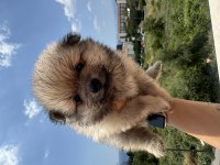 Pomeranian erkek bebek