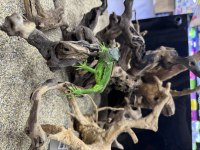 Cites belgeli yavru yeşil iguana