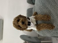 ÇİFTLEŞTİRME İLANI POODLE