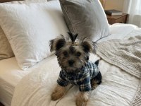 Barbie prenses yorkshire terrier