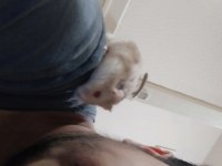 Yavru hamsterları sahiplendirmek istiyorum