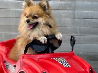 Pomeranian Dişi Ve Erkek Yavrular