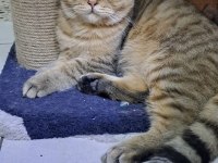 British shorthair erkek
