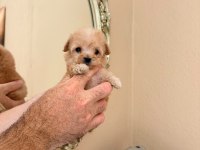 Teacup maltipoo bebekler