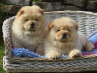 Çin aslanı köpekler sağlık ve ırk garantili teslim
