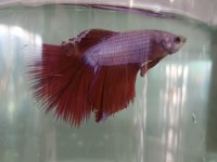betta balıkları