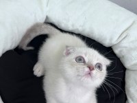 Exotic Shorthair ve Scottish Fold Bebekler