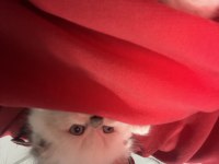 Kedimiz kar tanelerine sonsuz yuvasını arıyoruz