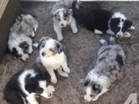 Border Collie Yavrularımız Evinizin Neşesi Olacaktır