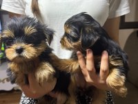 Kaliteli yorkshire terrier yavrularımız
