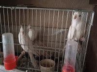 2 erkek ve 1 dişi albino sultan papağanı