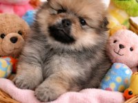 Orjinal Pomeranian Bebeğim Cok Uygun
