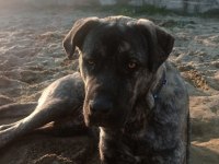 Akbaş kırması köpeğimiz