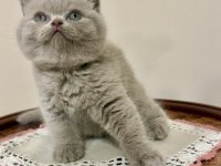 BRİTİSH SHORTHAİR (LİLAC)