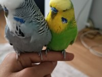 Ele alışkın şov erkek ele yarı alışkın jumbo erkek muhabbet