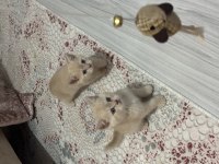 2 aylık british shorthair bebeklerimiz