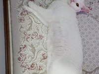 Acil sahiplendirme british shorthair