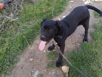 6 Aylık Cane Corso Erkek