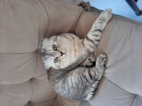 Scottish fold paşamıza yeni yuva arıyoruz