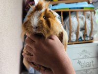 Acil otu ve peletiyle sahiplendirme ücretsiz ginepig