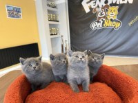 Top Kafa Scottish Fold Yavruları Fenomen Pet Shop