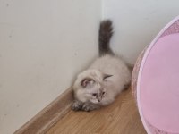 Kedi erkek iki ay scottish straight
