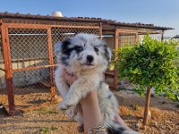 Merle Border Collie