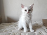 BRİTİSH SHORT HAİR PAMUK