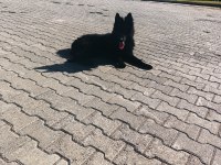 Solid black siyah alman çoban köpeği