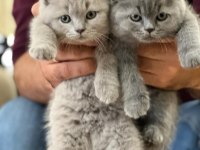 Evinizin Neşesi British Shorthair Yavrularım