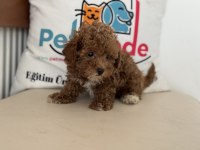 Petmode köpek çiftliğinden kore maltipoo
