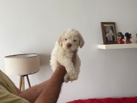 Maltipoo 2.5 aylık yavru