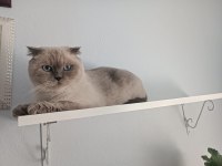 Scottish fold kızımıza yeni yuva arıyoruz