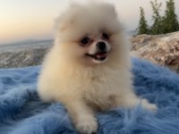 POMERANİAN BOO TEDDY FACE