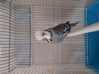 Show jumbo muhabbet kuşları
