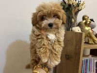 Ev Ortamından Maltipoo Bebeklerim