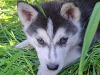 Husky sibirya kurdu