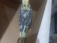 9 aylik erkek sultan papağanı