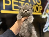 Britsh Shorthair Kedisi