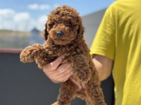 Ankaranın en kaliteli toy poodle yavruları