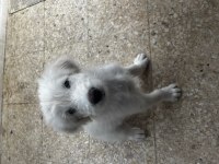 2 aylık erkek terrier