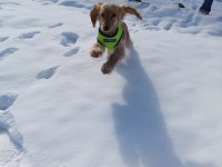 English Cocker