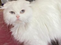 Yetişkin british shorthair dişi kediler