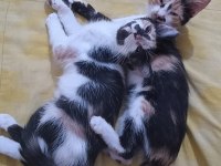 Bebek Calico Kediler