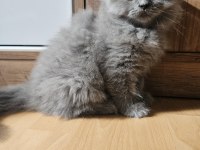 Scottish fold yavrularımız yeni yuvalarını arıyor