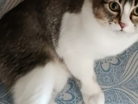 Kedimiz Müezza ya yeni yuva arıyoruz