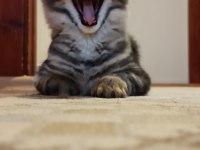 Şecereli dernek kayıtlı eğlence yumağı maine coon NOİSY