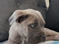 Sahiplendirme cane corso