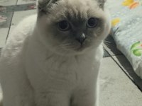 Scottish blue point kedimiz