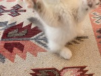 BRİTİSH SHORTHAİR SHOW KEDİLER BİCOLOR ÇİKOLATA